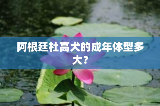 阿根廷杜高犬的成年体型多大？