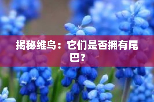 揭秘维鸟：它们是否拥有尾巴？