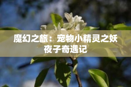 魔幻之旅：宠物小精灵之妖夜子奇遇记