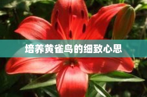 培养黄雀鸟的细致心思