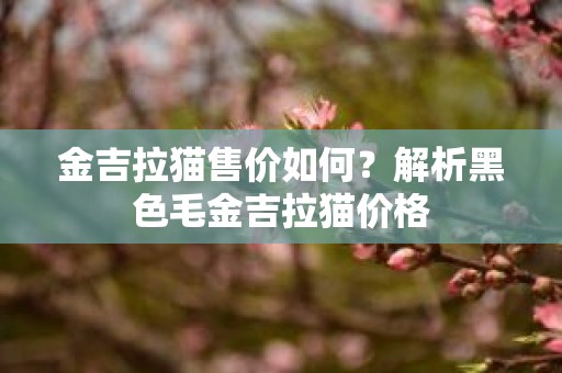 金吉拉猫售价如何？解析黑色毛金吉拉猫价格