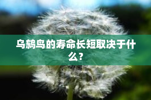 乌鸫鸟的寿命长短取决于什么？