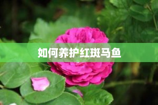 如何养护红斑马鱼