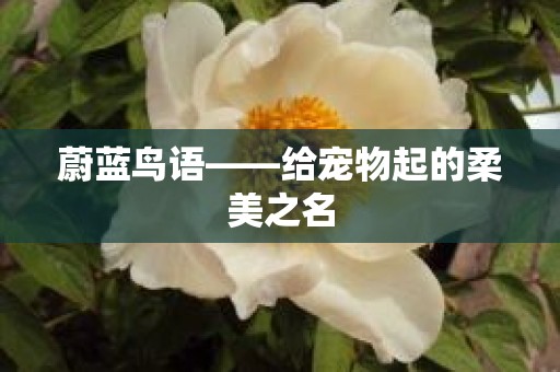 蔚蓝鸟语——给宠物起的柔美之名