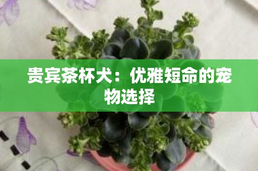 贵宾茶杯犬：优雅短命的宠物选择