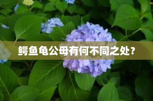 鳄鱼龟公母有何不同之处？