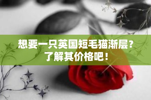 想要一只英国短毛猫渐层？了解其价格吧！