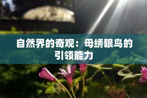自然界的奇观：母绣眼鸟的引领能力