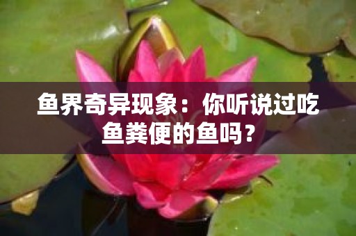 鱼界奇异现象：你听说过吃鱼粪便的鱼吗？