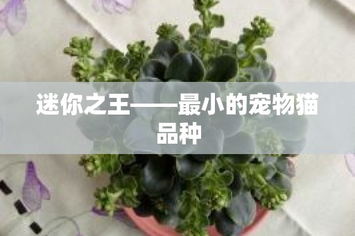 迷你之王——最小的宠物猫品种