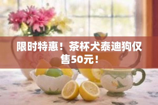 限时特惠！茶杯犬泰迪狗仅售50元！