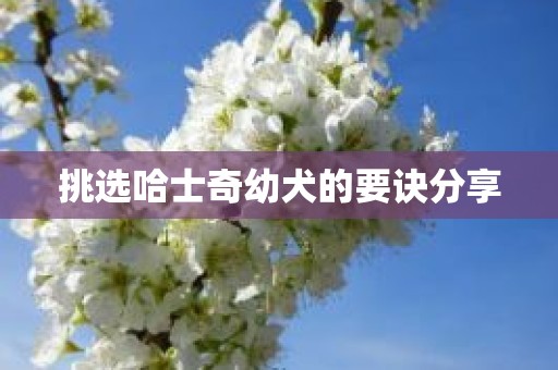 挑选哈士奇幼犬的要诀分享