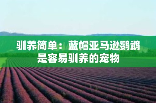 驯养简单：蓝帽亚马逊鹦鹉是容易驯养的宠物