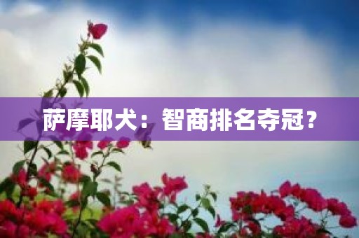 萨摩耶犬：智商排名夺冠？