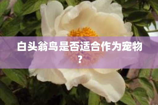 白头翁鸟是否适合作为宠物？