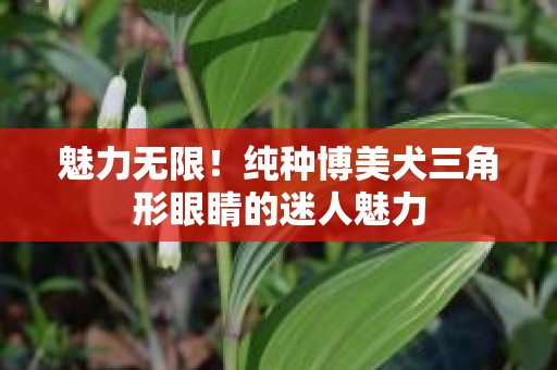 魅力无限！纯种博美犬三角形眼睛的迷人魅力