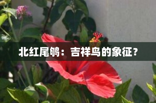 北红尾鸲：吉祥鸟的象征？