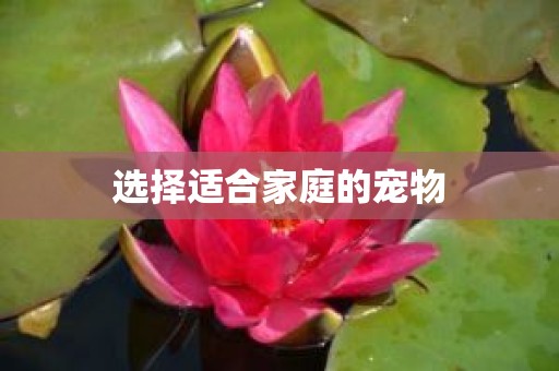 选择适合家庭的宠物