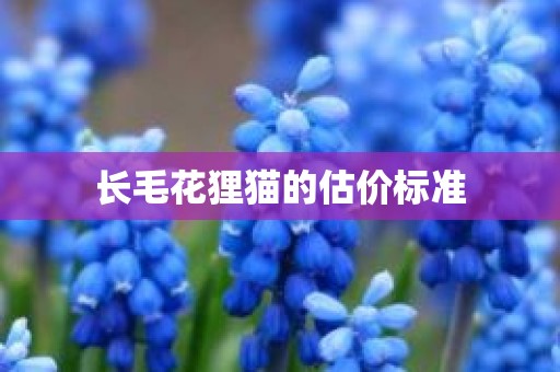 长毛花狸猫的估价标准