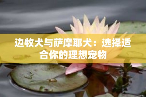 边牧犬与萨摩耶犬：选择适合你的理想宠物