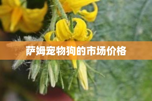 萨姆宠物狗的市场价格