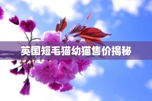 英国短毛猫幼猫售价揭秘