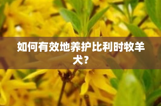 如何有效地养护比利时牧羊犬？