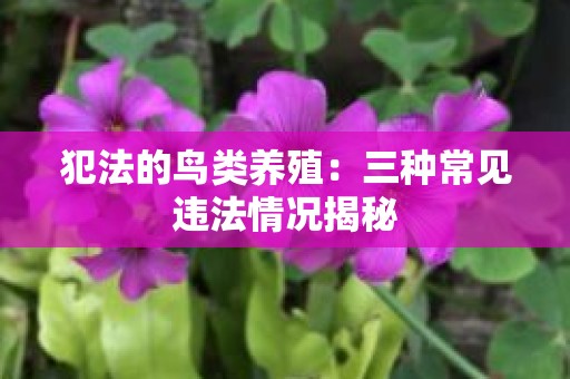 犯法的鸟类养殖：三种常见违法情况揭秘