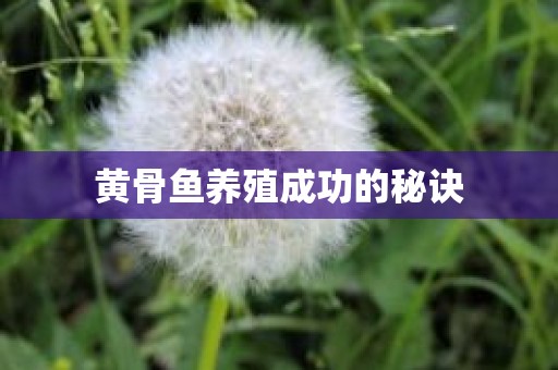 黄骨鱼养殖成功的秘诀