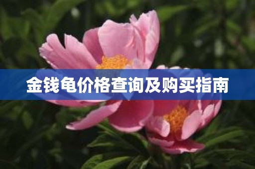 金钱龟价格查询及购买指南