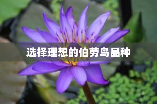 选择理想的伯劳鸟品种