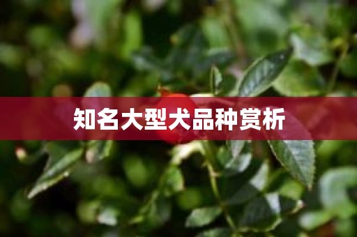 知名大型犬品种赏析