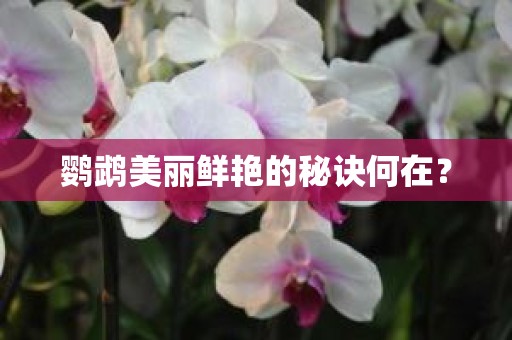 鹦鹉美丽鲜艳的秘诀何在？