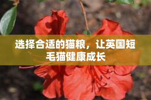 选择合适的猫粮，让英国短毛猫健康成长