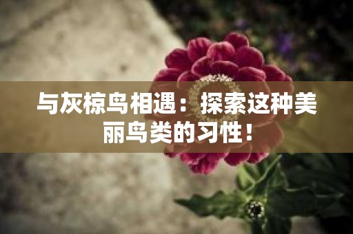 与灰椋鸟相遇：探索这种美丽鸟类的习性！