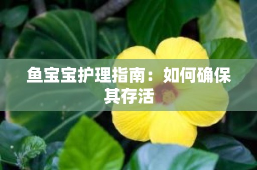 鱼宝宝护理指南：如何确保其存活