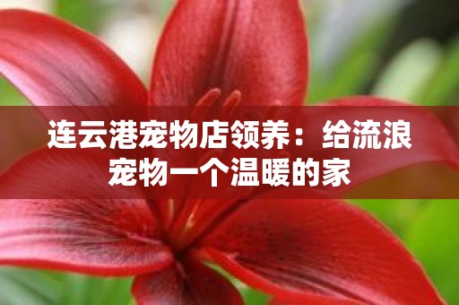 连云港宠物店领养：给流浪宠物一个温暖的家