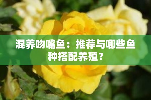 混养吻嘴鱼：推荐与哪些鱼种搭配养殖？