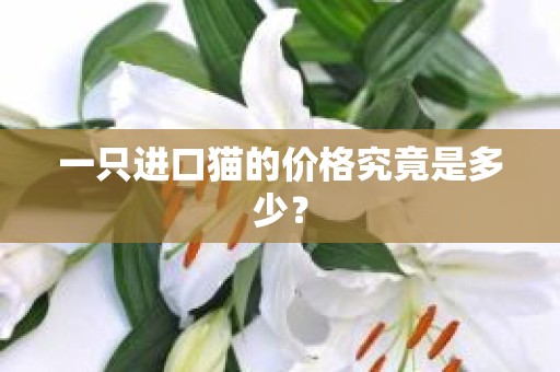 一只进口猫的价格究竟是多少？
