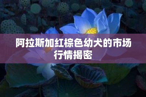 阿拉斯加红棕色幼犬的市场行情揭密