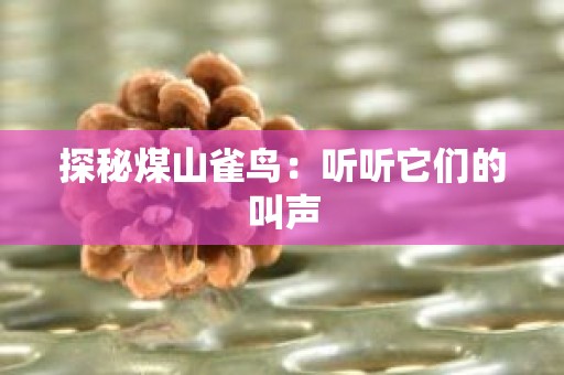 探秘煤山雀鸟：听听它们的叫声