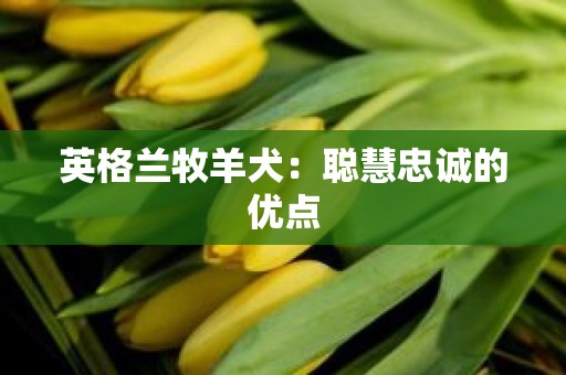 英格兰牧羊犬：聪慧忠诚的优点