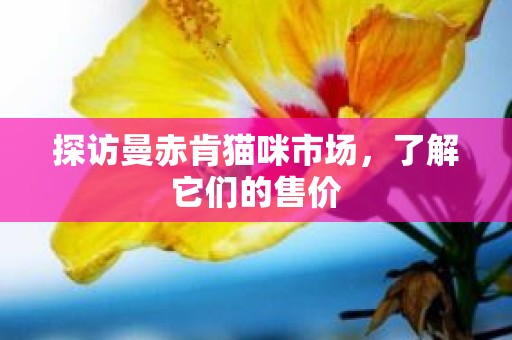 探访曼赤肯猫咪市场，了解它们的售价