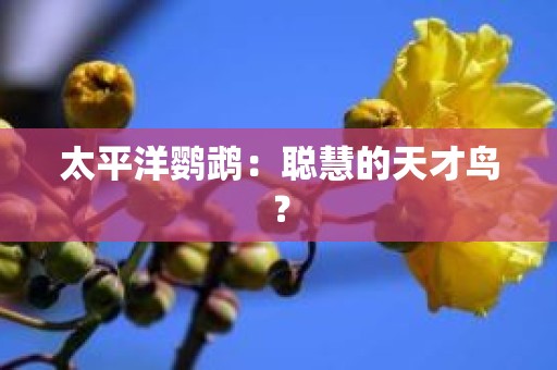 太平洋鹦鹉：聪慧的天才鸟？