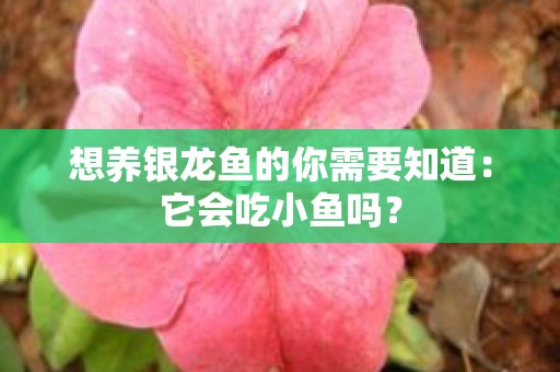 想养银龙鱼的你需要知道：它会吃小鱼吗？