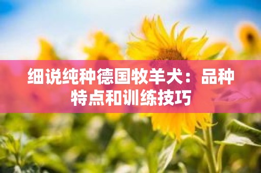 细说纯种德国牧羊犬：品种特点和训练技巧