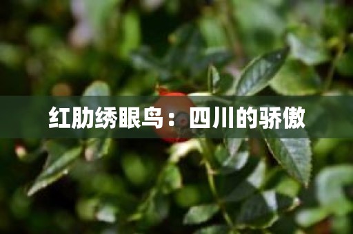 红肋绣眼鸟：四川的骄傲