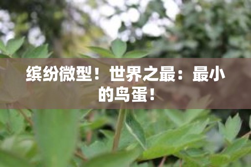 缤纷微型！世界之最：最小的鸟蛋！