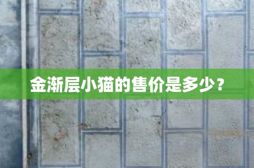 金渐层小猫的售价是多少？