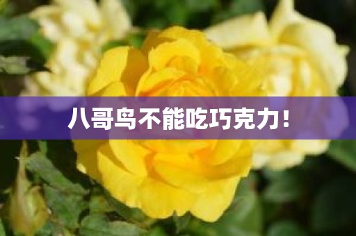 八哥鸟不能吃巧克力！